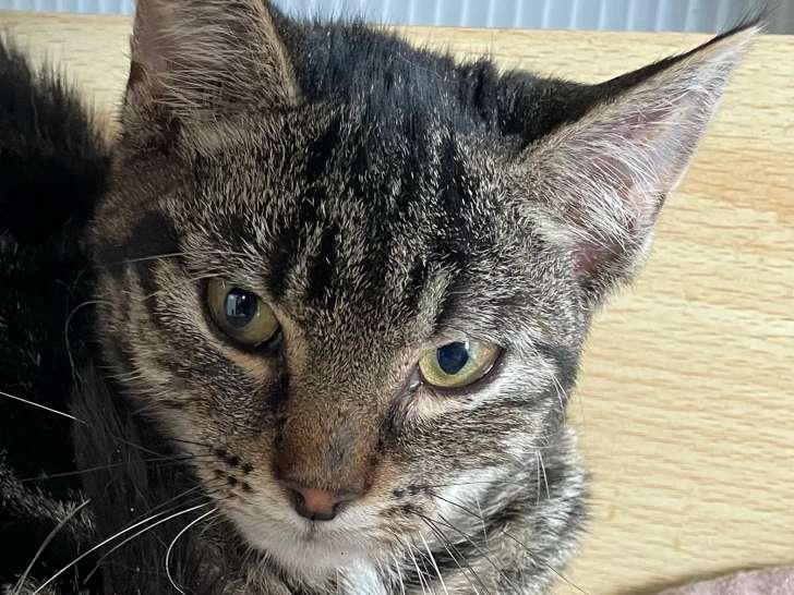 En attente d’adoption : chaton mâle tigré gris