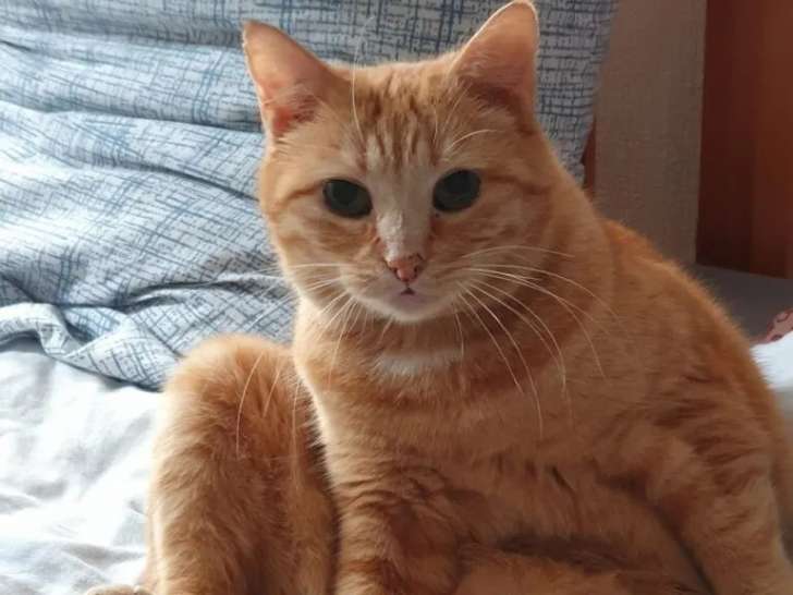 À la recherche d’une famille : chatte de 3 ans
