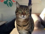 À adopter :  chat d'un an
