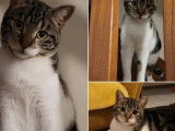 En attente d'adoption : chaton femelle tigré blanc