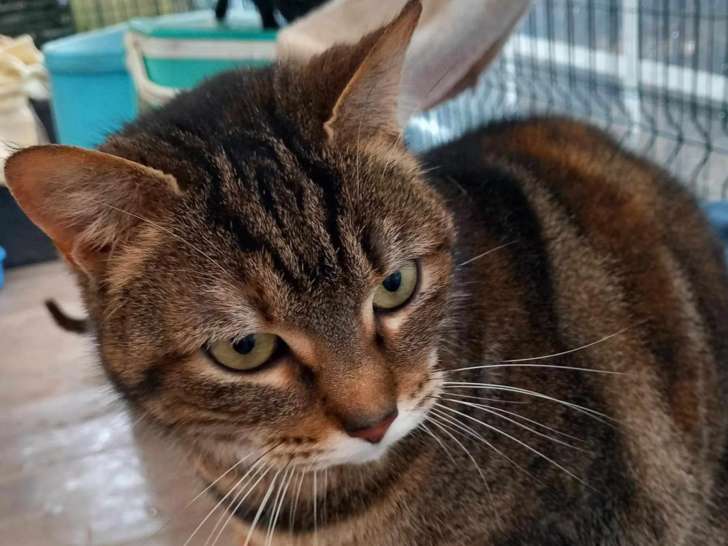 En quête d’un foyer : chatte tigrée