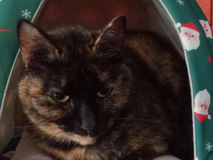 Chatte de 2 ans à adopter