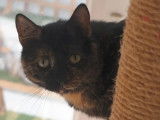 À adopter, chatte âgée de 9 ans