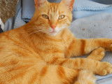 Disponible à l'adoption, chat tigré roux de 7 ans