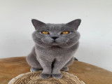 Mâle British Shorthair bleu disponible pour saillie