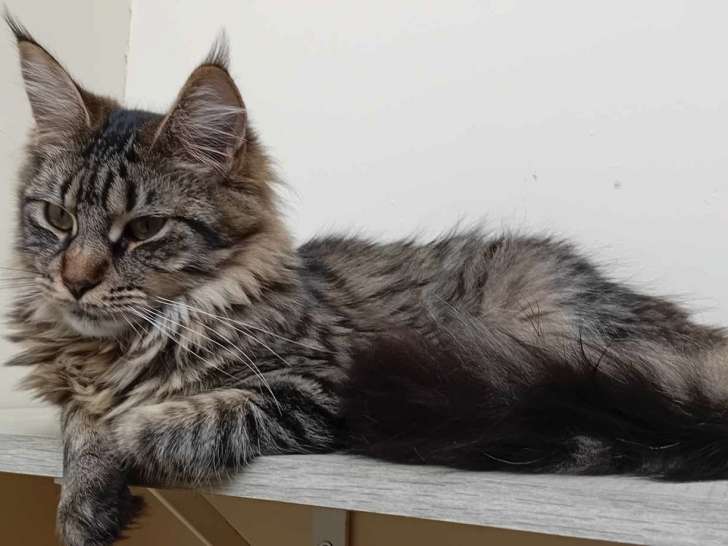 Femelles Maine Coon de 8 mois à vendre