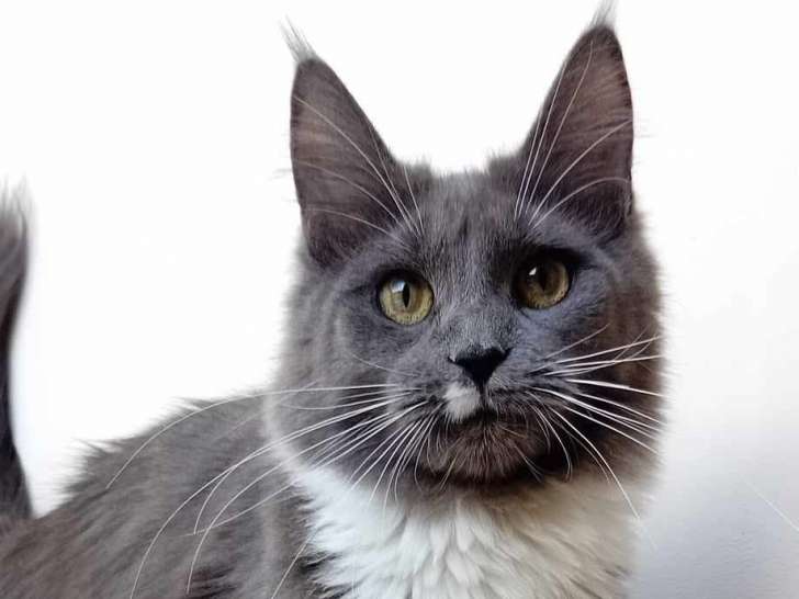 Femelles Maine Coon de 10 mois à vendre