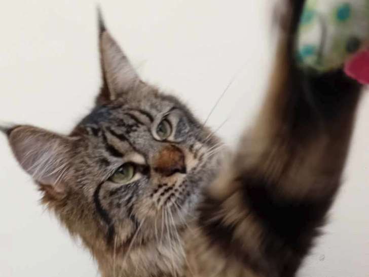 Femelles Maine Coon de 11 mois à vendre