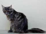 Femelles Maine Coon de 11 mois à vendre