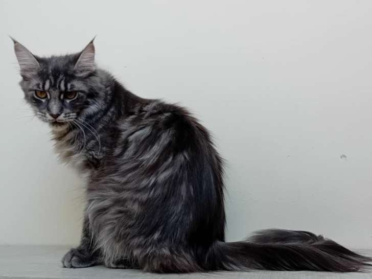 Femelles Maine Coon de 11 mois à vendre