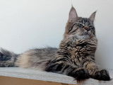 Femelles Maine Coon de 11 mois à vendre