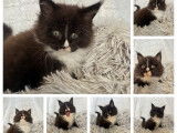 Chaton Maine Coon mâle LOOF à vendre