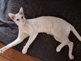 Jeune chat Oriental blanc aux yeux bleus disponible pour saillie