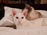 Jeune chat Oriental blanc aux yeux bleus disponible pour saillie