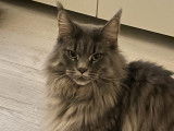Chatte Maine Coon LOOF à vendre