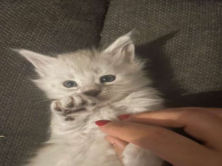 Chatons Maine Coon LOOF à vendre