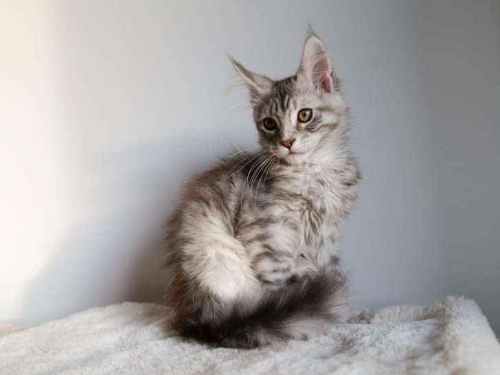 4 chatons Maine Coon LOOF à vendre