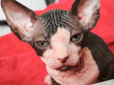 Chatons de type Sphynx &agrave; vendre (2 femelles & 2 m&acirc;les)