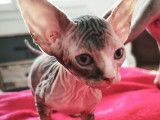 Chatons de type Sphynx &agrave; vendre (2 femelles & 2 m&acirc;les)