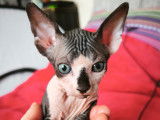 Chatons de type Sphynx &agrave; vendre (2 femelles & 2 m&acirc;les)