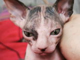 Chatons de type Sphynx &agrave; vendre (2 femelles & 2 m&acirc;les)