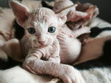 Chatons Sphynx à réserver