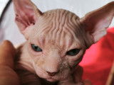 Chatons Sphynx à réserver
