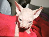Chatons Sphynx à réserver