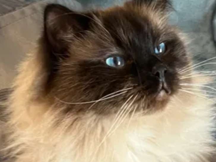 Beau chat Ragdoll LOOF disponible pour saillie