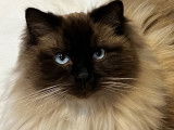Beau chat Ragdoll LOOF disponible pour saillie