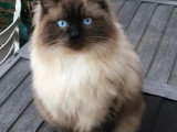 Beau chat Ragdoll LOOF disponible pour saillie