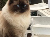 Beau chat Ragdoll LOOF disponible pour saillie