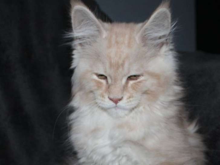 5 chatons Maine Coons LOOF à vendre