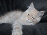 5 chatons Maine Coons LOOF à vendre