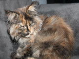 5 chatons Maine Coons LOOF à vendre