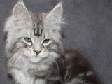 5 chatons Maine Coons LOOF à vendre