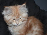 5 chatons Maine Coons LOOF à vendre