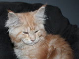 5 chatons Maine Coons LOOF à vendre