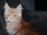 5 chatons Maine Coons LOOF à vendre