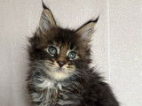 À réserver : 7 chatons Maine Coons LOOF