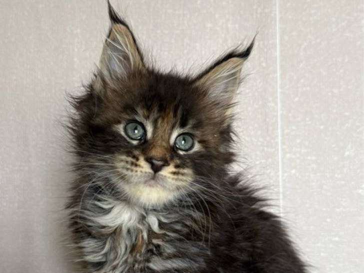À réserver : 7 chatons Maine Coons LOOF
