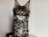 À réserver : 7 chatons Maine Coons LOOF
