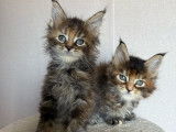 À réserver : 7 chatons Maine Coons LOOF