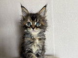 À réserver : 7 chatons Maine Coons LOOF