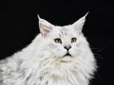 Disponible pour saillie : un chat Maine Coon LOOF
