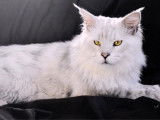 Disponible pour saillie : un chat Maine Coon LOOF
