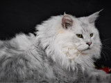 Disponible pour saillie : un chat Maine Coon LOOF