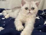 Un chaton mâle Persan LOOF à vendre