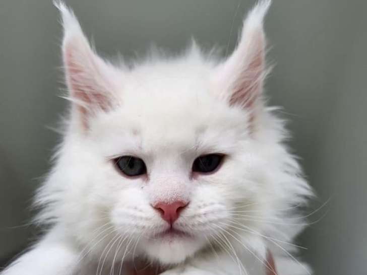 À réserver : des chatons Maine Coons LOOF
