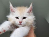 À réserver : des chatons Maine Coons LOOF